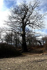 photo "a tree :D"