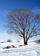 фото "Пейзаж с вороном"