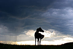 фото "Spirit of the Storm"