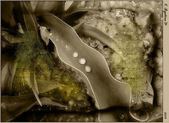 photo "***"