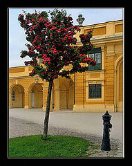 photo "apple trees and hydrants"