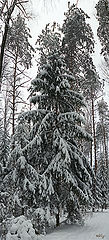 фото "Засыпанная ель."