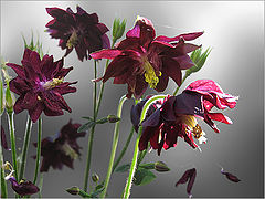 photo "***"