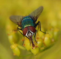 фото "Muscidae"
