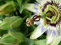 фото "alien"
