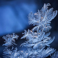 photo "Winter Waltz"