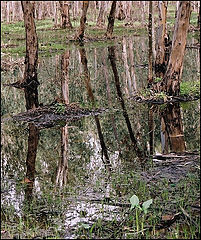 photo "January in the eucaliptus wood."