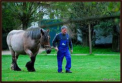 фото "Farmer with Belgian draft horse"