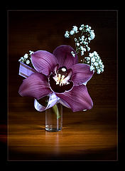 фото "Орхидея"