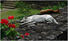 photo "Guard does not sleep :-)"