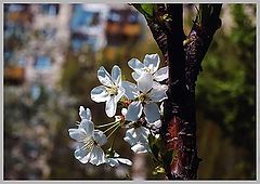 photo "***"