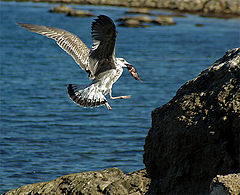 photo "Fish Day"