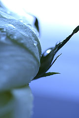фото "morning"