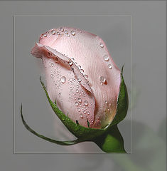 photo "With love. St.Valentine's Day"