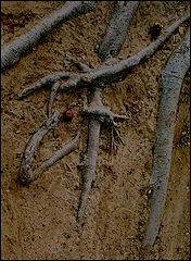 photo "Roots"