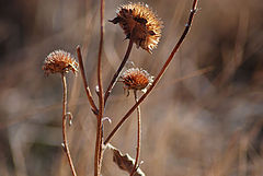 photo "Spent Blooms"