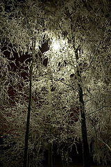 photo "***"
