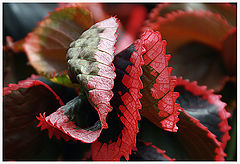photo "In the secrecy of the flower soul"