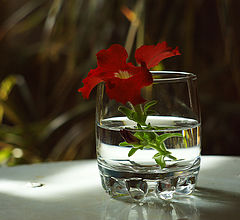 photo "***"