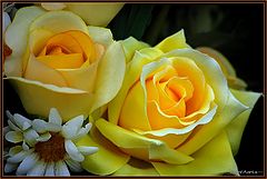 photo "yellow roses"