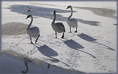 photo "Three Graces :)"