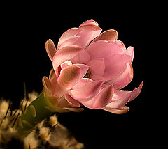 фото "Его колючести цветы. - Gymnocalycium anisitsii"