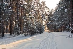 photo "Winter day"