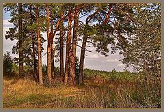 фото "На опушке"