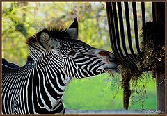 photo "diner for zebra !"