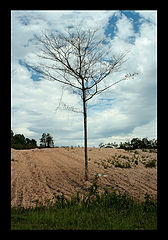 photo "***"