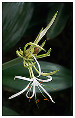 photo "The emergence of the grace"