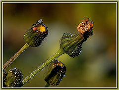 photo "***"
