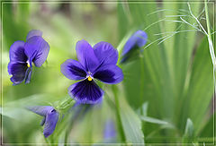 photo "Violet eyes"