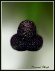 photo "***"