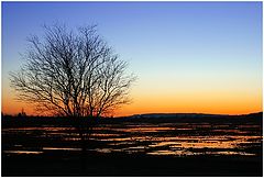 photo "Puddles 2"