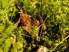 photo "Moss and Leaves"