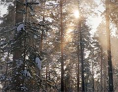 photo "The sun, a pine and a snow"