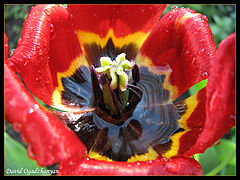 photo "Tulip after rain"