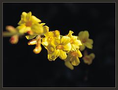 photo "signs of spring 2"