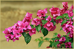 photo "~~~"