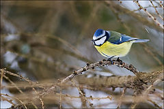 photo "Bird"