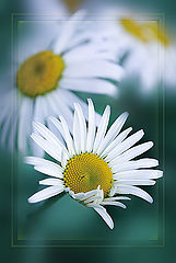 photo "***"