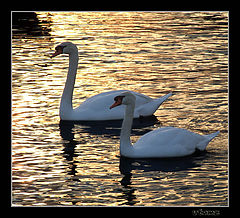 photo "Swans in the beach at sunset"