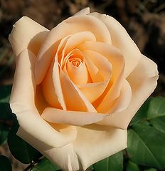 photo "A Rose for my Friend Brian and his wife"