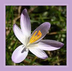 photo "***"