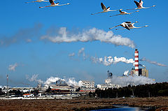фото "ESTUARY POLLUTION"