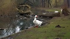photo "White Goose"