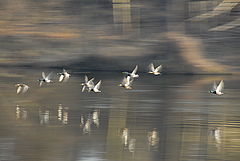 фото "take-off"
