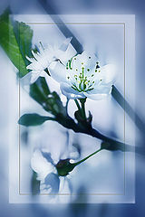 photo "***"