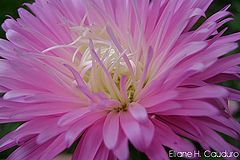фото "to Margarida Ribeiro (I.M.)"